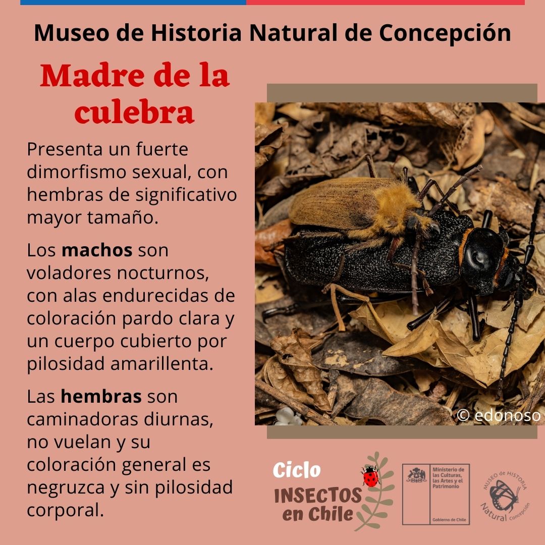 Madre De La Culebra | Museo De Historia Natural De Concepción